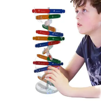 Набор моделей ДНК для детей, модель двойной спирали, модель структуры ДНК, игрушки, набор для студентов или учителей для изучения биологии, Мотивация