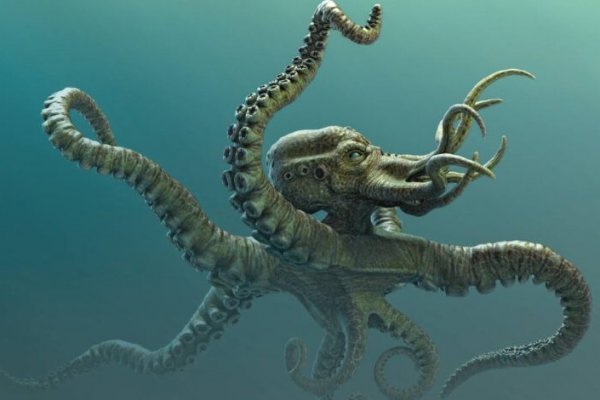 Kraken 19at