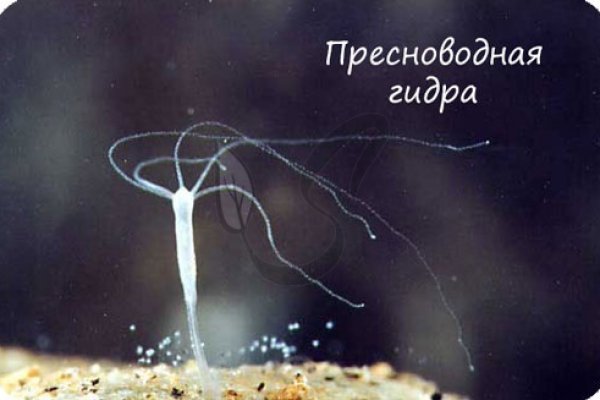 Кракен ссылка